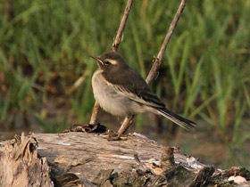 Смотреть фото Белобровая трясогузка Фото Белобровая трясогузка