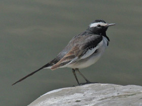 Смотреть фото Белобровая трясогузка Фото Белобровая трясогузка