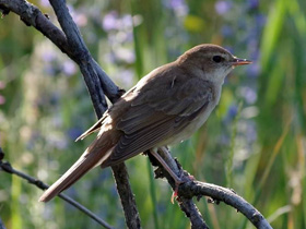 Смотреть фото Обыкновенный соловей Фото Обыкновенный соловей