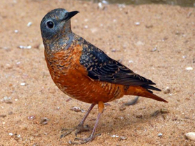 Фото Пёстрый каменный дрозд