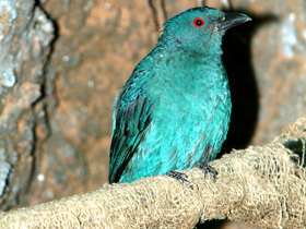 Смотреть фото Синий каменный дрозд Фото Синий каменный дрозд