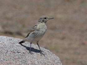 Фото Храбрецы и трусы