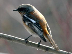 Смотреть фото Красноспинная горихвостка Фото Красноспинная горихвостка