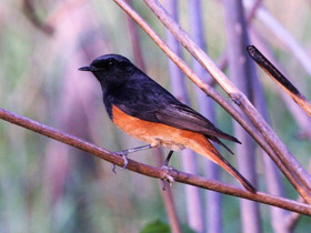 Фото Горихвостка-чернушка