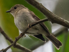 Фото Габельский акалат