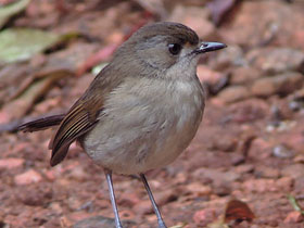 Фото Горная алета