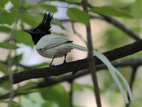 Фото Райская мухоловка