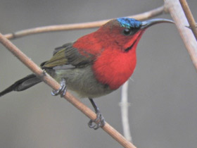 Смотреть фото Желтоспинная острохвостая нектарница Фото Желтоспинная острохвостая нектарница