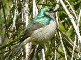 Фото Рубиновозвёздная короткохвостая нектарница