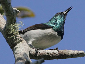 Фото Аманийская нектарница