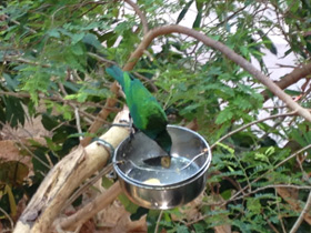 Фото Малахитовая нектарница