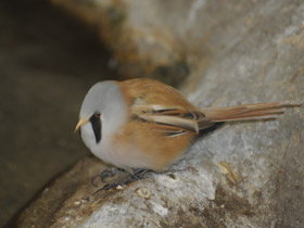 Смотреть фото Усатая синица Фото Усатая синица