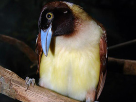 Малая райская птица Малая райская птица