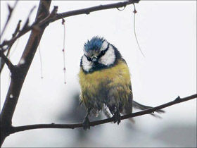Смотреть фото Лазоревка Фото Лазоревка