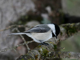 Смотреть фото Черношапочная гаичка Фото Черношапочная гаичка