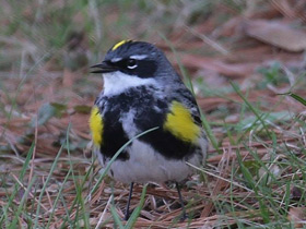 Фото Миртовый лесной певун