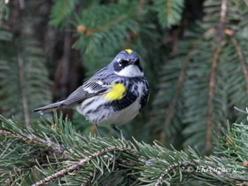 Фото Миртовый лесной певун