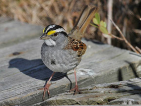 Фото Миртовый лесной певун
