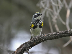 Фото Миртовый лесной певун