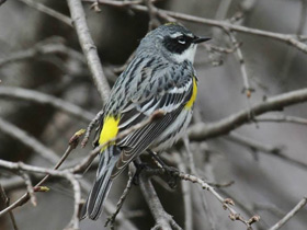 Фото Миртовый лесной певун