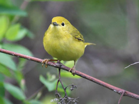 Фото Жёлтая древесница