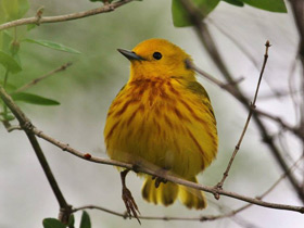 Фото Жёлтая древесница