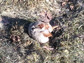 Смотреть фото Городской, или домовый воробей Фото Городской, или домовый воробей