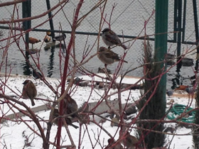 Смотреть фото Городской, или домовый воробей Фото Городской, или домовый воробей