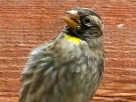 Фото Каменный воробей