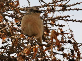 Смотреть фото Бледная завирушка Фото Бледная завирушка