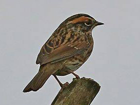 Смотреть фото Сибирская завирушка Фото Сибирская завирушка