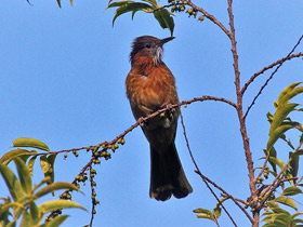 Фото Горный бюльбюль