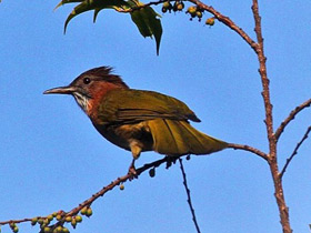 Фото Горный бюльбюль