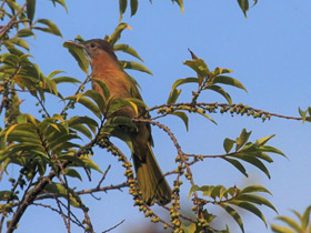 Фото Горный бюльбюль