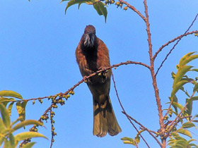 Фото Горный бюльбюль