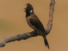 Фото Гималайский бюльбюль