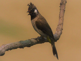 Фото Гималайский бюльбюль