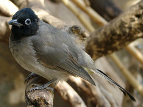 Фото Желтопоясничный бюльбюль