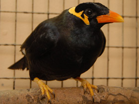 Смотреть фото Священная майна Фото Священная майна