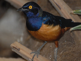 Фото Скворец Хильдебрандта