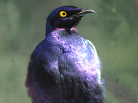 Смотреть фото Пурпурный блестящий скворец Фото Пурпурный блестящий скворец