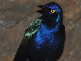 Смотреть фото Пурпурный блестящий скворец Фото Пурпурный блестящий скворец