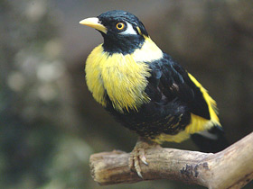 Фото Золотогрудый мино