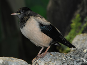 Смотреть фото Розовый скворец Фото Розовый скворец