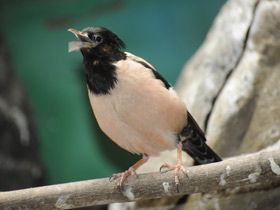 Смотреть фото Розовый скворец Фото Розовый скворец