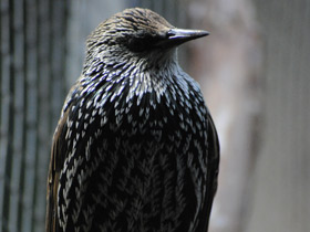 Фото Обыкновенный скворец