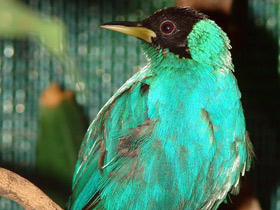 Фото Зелёный саи