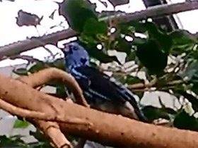 Смотреть фото Бирюзовая танагра Фото Бирюзовая танагра