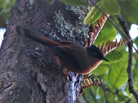 Фото Черношапочная цветная тимелия