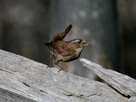 Фото Крапивник